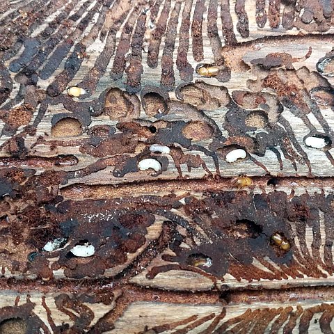 Ein Baum, der von Borkenkäfern befallen wurde.