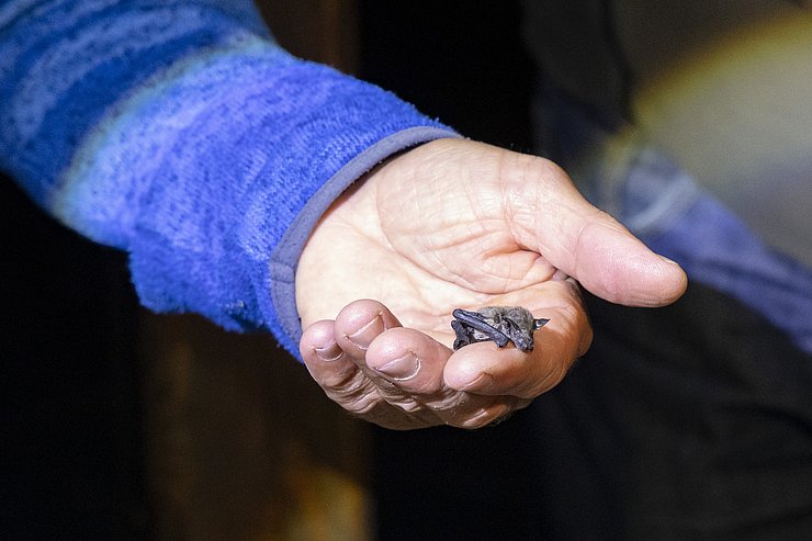 Hand mit einer Fledermaus in der Größe eines Fingers