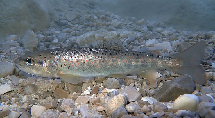 © Wolfgang Mark 210 Bach- und Regenbogenforellen wurden mittels Elektrobefischung im Sommer vergangenen Jahres an sieben verschiedenen Stellen aus der Großache und fünf ihrer Zubringerbäche gefischt, an die Veterinärmedizinische Universität Wien geschickt und dort untersucht.