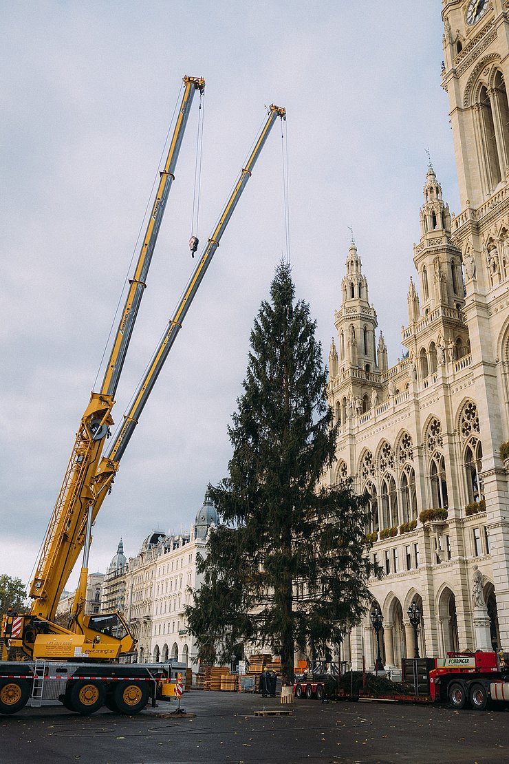 © Stadt Wien Marketing/Lisa Leutner Kräne heben Baum
