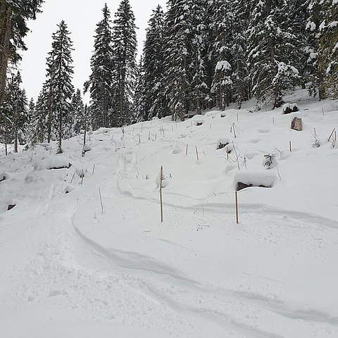 Waldlichtung mit Schnee bedeckt; Spuren von Ski; Pfosten ragen aus dem Schnee