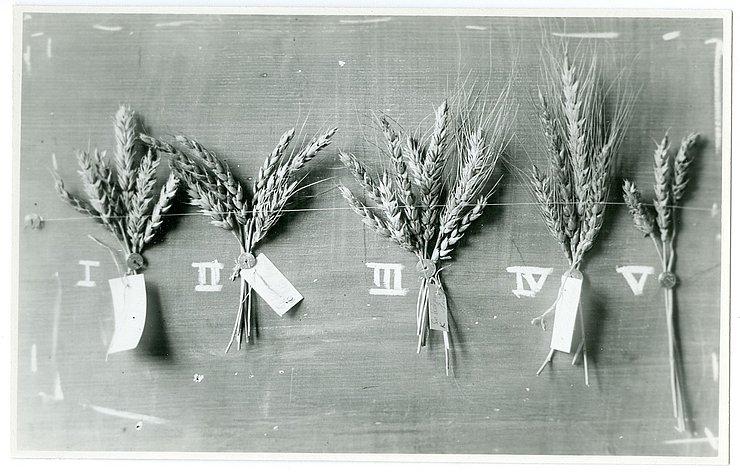 Schwarz-weiß Aufnahme alter Getreidesorten