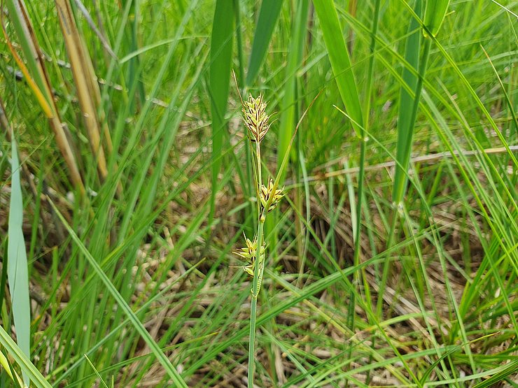 © Pagitz Kleine grüne Pflanze