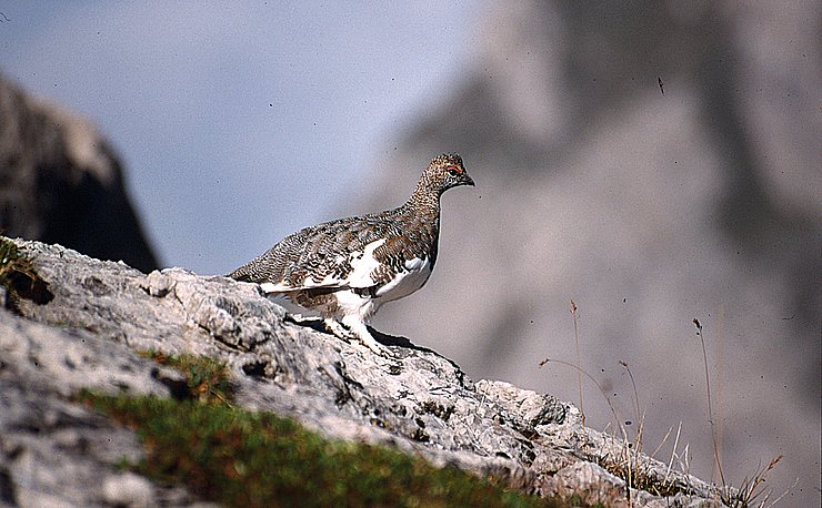 © Land Tirol/Revital Schneehuhn