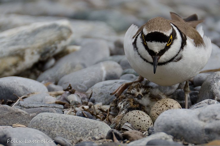 © Land Tirol/Lassacher Flussregenpfeifer