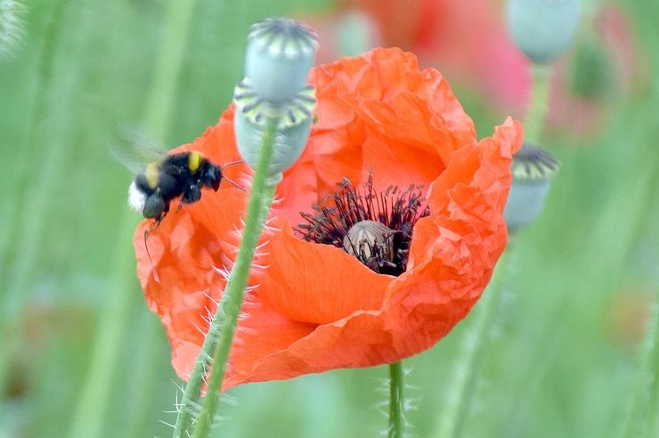 Wildbienen sorgen für Artenvielfalt und brauchen in den Gärten Lebensräume. Wichtig sind dabei insbesondere Blüten von heimischen Pflanzen.