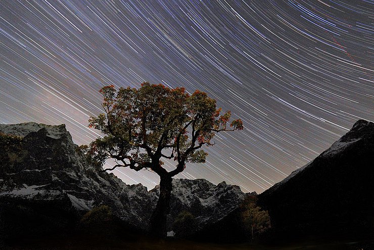 © Michael Schober Sternenhimmel, im Vordergrund ein Ahorn