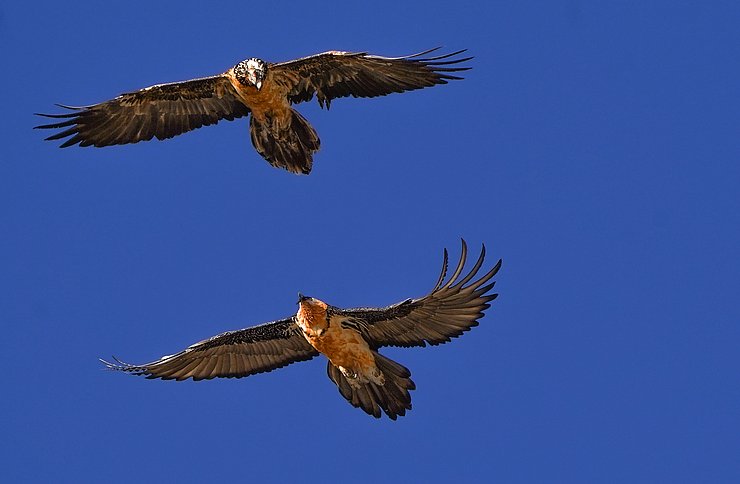 © Stefan Plangger Bartgeier