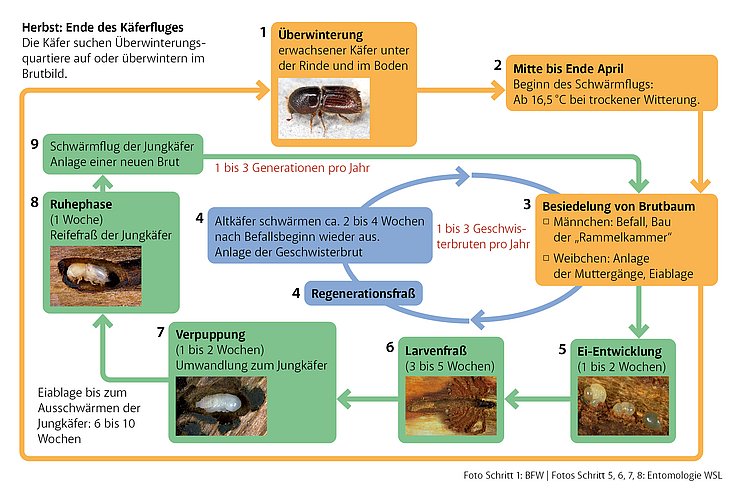 © LWF verändert Der Buchdrucker entwickelt sich im Lauf eines Jahres vom Ei bis zum erwachsenen Käfer in bis zu drei Generationen.