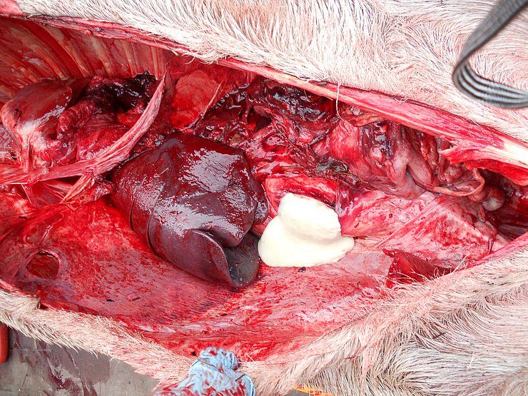 Die Bekämpfung der Rotwild-Tbc im Oberen Lechtal zeigt erste Erfolge. Die Durchseuchungsrate hat sich 2020 gegenüber 2019 von fünf auf 1,4 Prozent reduziert. Tbc kann im Zuge der Alpung vom Rotwild auf Rinder und in weiterer Folge auf Menschen übertragen werden. 