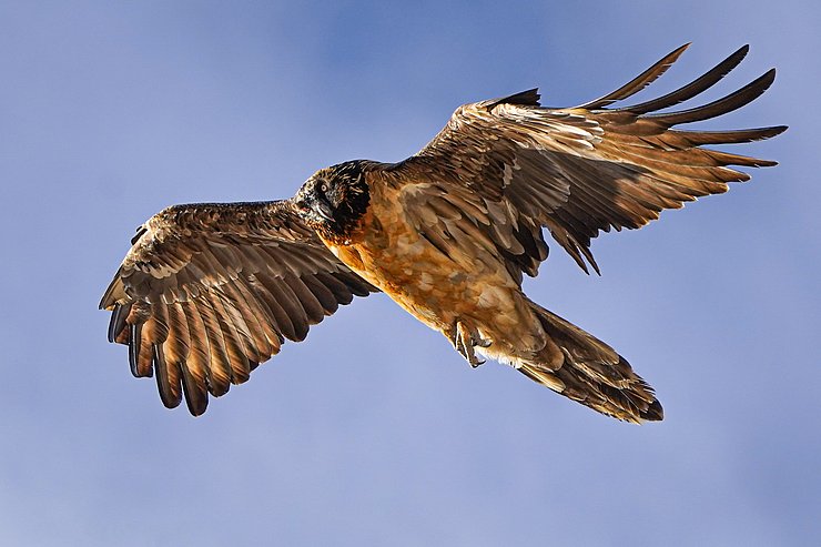 © Stefan Plangger Bartgeier im Flug