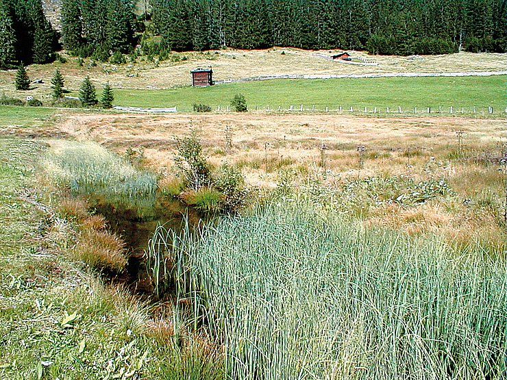 © Land Tirol/Revital Kristeiner Möser (Niedermoor)