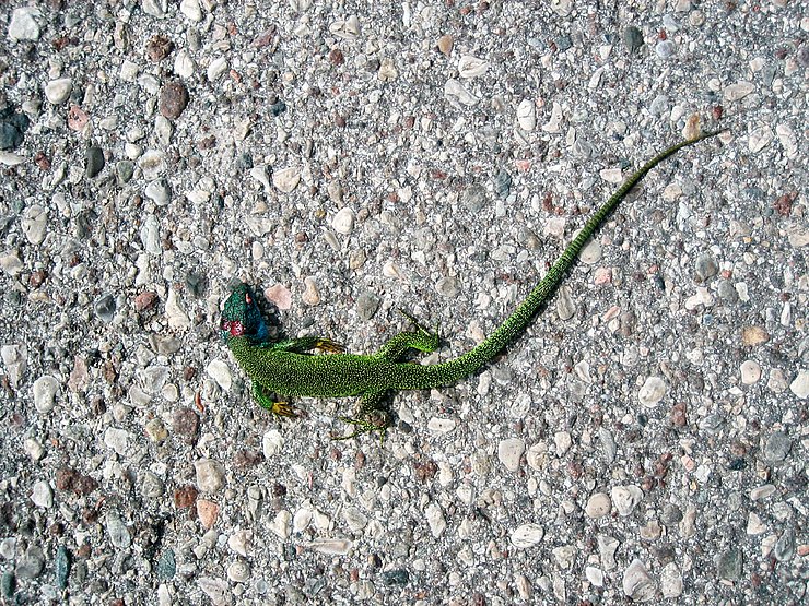 © Land Tirol/Revital Smaragdeidechse