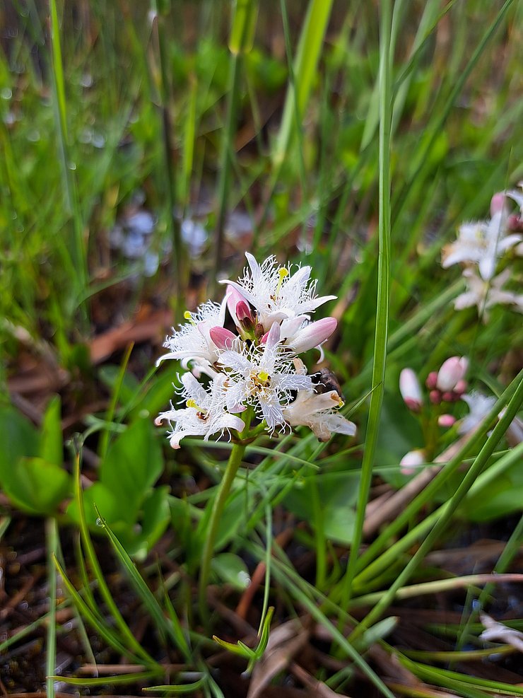 © Land Tirol Weißblühende Pflanze