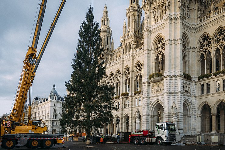 © Stadt Wien Marketing/Lisa Leutner Kräne heben Baum