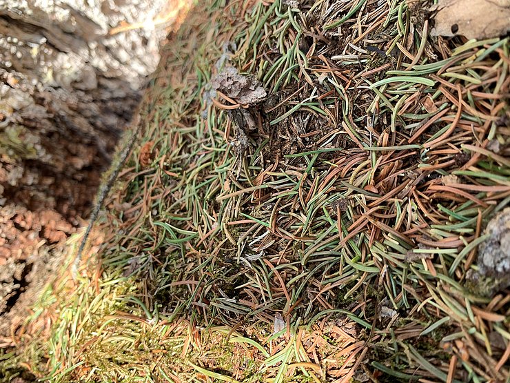 © Privat Grüne Nadeln am Stammfuß weisen eindeutig auf frischen Käferbefall hin.