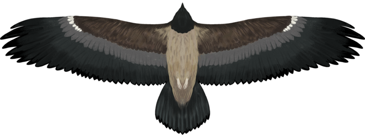 Silhouette eines Bartgeiers