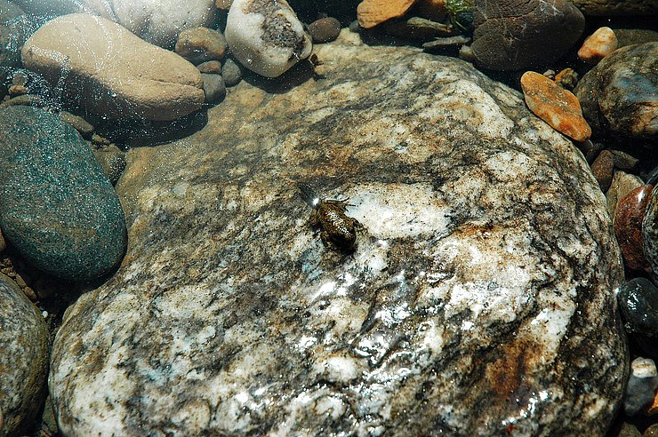 © Land Tirol/Revital Naturnahes stehendes Gewässer
