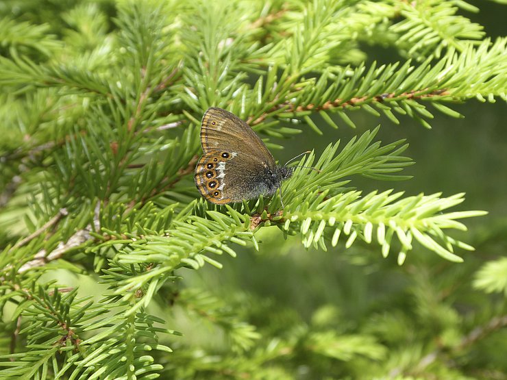 © Naturpark Tiroler Lech Schmetterling