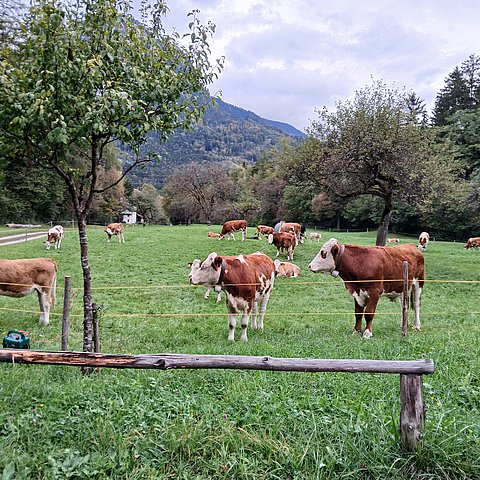Kühe auf einer Weide