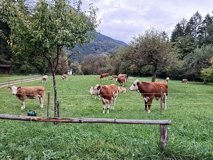 Kühe auf einer Weide