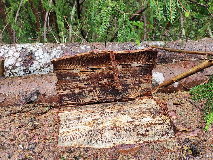 © Land Tirol Bei dieser Methode werden die schwärmenden Borkenkäfer auf vorgeschlägerte und leichter zu kontrollierende Bäume (Fangbäume) gelockt und konzentriert.