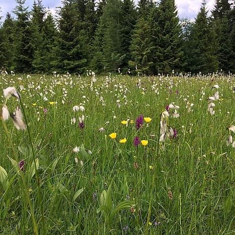 © Land Tirol Eine grüne Wiese mit vielen Blumen und Bäumen im Hintergrund.