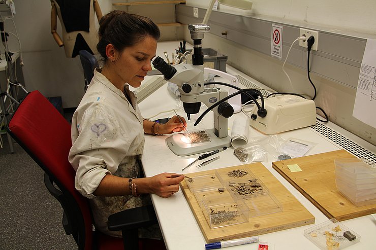 © Jörg Moser, Institut für Archäologien, Universität Innsbruck Auf dem Bild ist die Arbeit im Labor zu sehen, wie Mikroreste unter einem Mikroskop analysiert werden