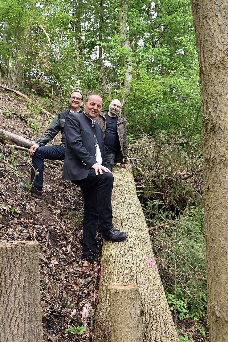 © Land Tirol Totholz im Wald