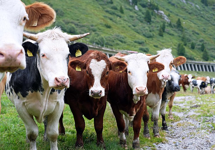 © Land Tirol/Hörmann Weidetiere