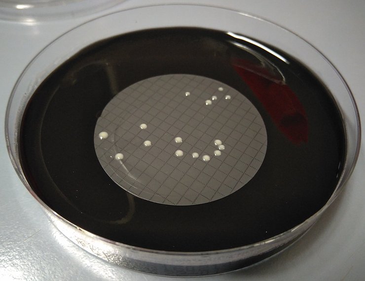 Bakterienkolonien auf Filter