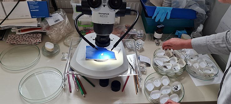 © Peter Trebsche, Institut für Archäologien, Universität Innsbruck auf dem Bild ist ein Mikroskop zu sehen, unter welchem Mikroabfälle wie verkohlte Pflanzenreste oder Gusstropfen aus Bronze analysiert werden