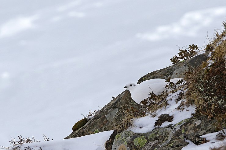 © Nationalpark Hohe Tauern/Angermann Weißes Schneehuhn im Schnee