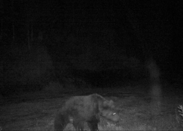 © Land Tirol Wildkameraaufnahme des Bären im Gemeindegebiet von Pfunds.